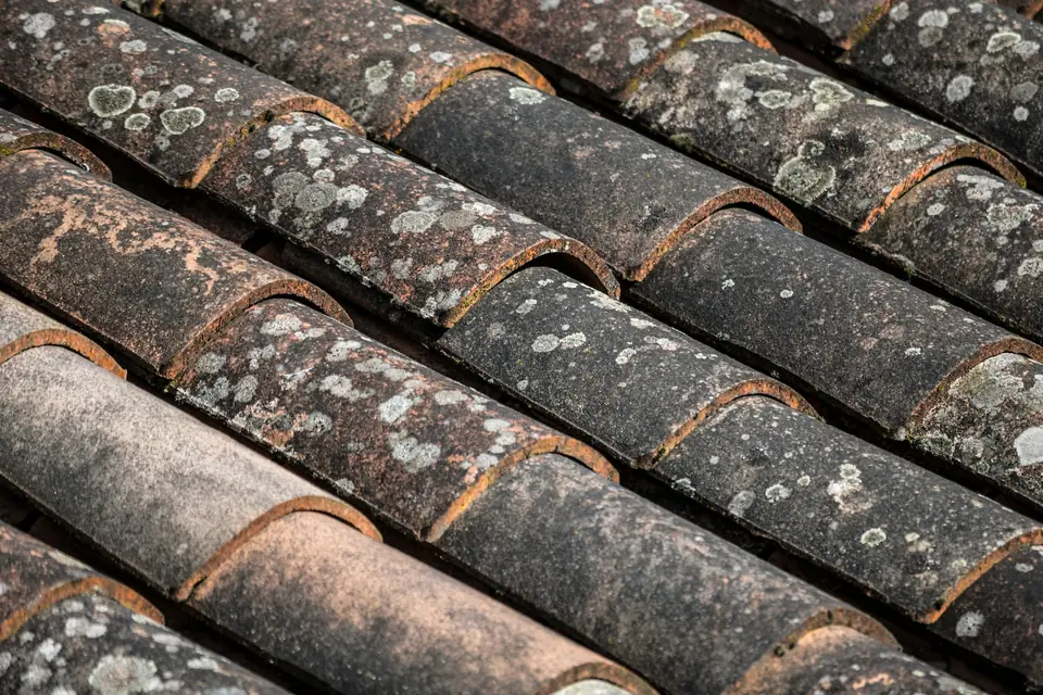 Tuiles anciennes couvertes de lichen